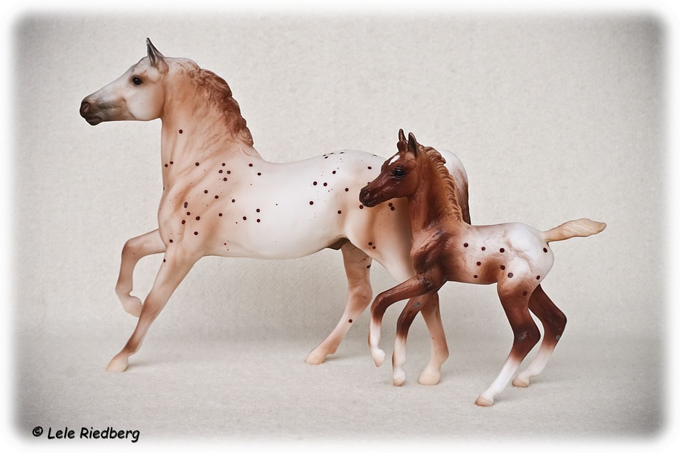Chestnut SemiLeopard Appaloosa Stallion & Chestnut Blanket Appaloosa